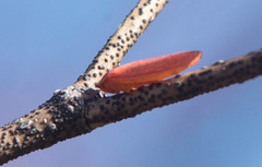 Gyponana gladia