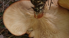 Infundibulicybe gigas