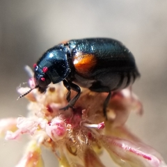 Saxinis saucia