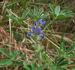Lupinus cosentinii