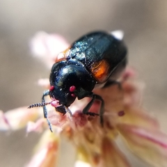 Saxinis saucia