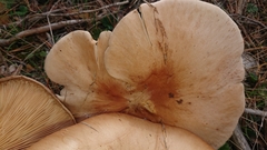 Infundibulicybe gigas