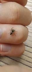 Cosmophasis thalassina