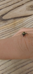 Cosmophasis thalassina