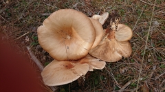 Infundibulicybe gigas