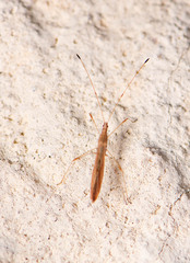 Neoneides muticus