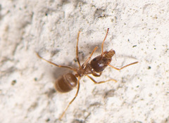 Lasius neoniger