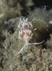 Cratena lineata