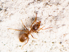Lasius neoniger