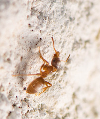 Lasius neoniger