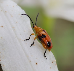 Stethopachys formosa