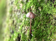 Mycena meliigena