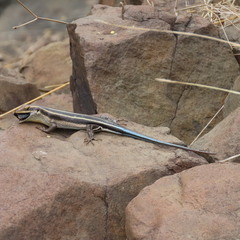 Trachylepis margaritifera