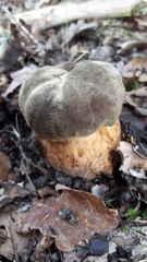 Boletus aereus