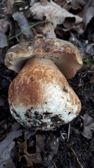 Boletus aereus