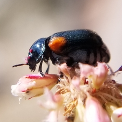 Saxinis saucia
