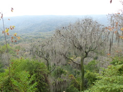 Ceiba trischistandra