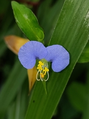 Commelina erecta