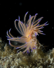 Unidentia