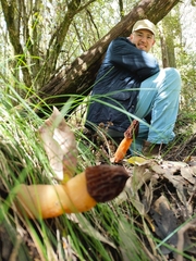 Morchella australiana
