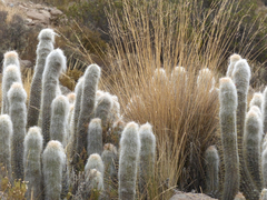 Oreocereus leucotrichus