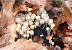 Coprinellus disseminatus