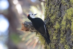 Dryobates albolarvatus