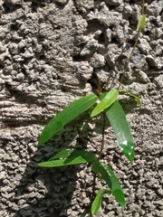 Hemidesmus indicus