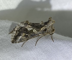 Chrysodeixis argentifera