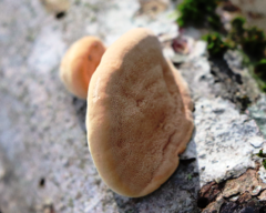 Hapalopilus rutilans