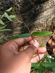 Hemidesmus indicus