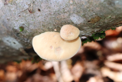 Hapalopilus rutilans