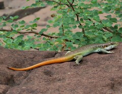 Trachylepis margaritifera