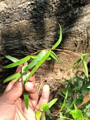 Hemidesmus indicus