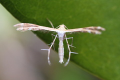 Stangeia xerodes