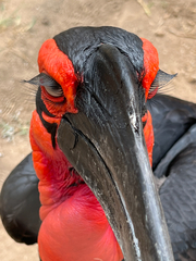 Bucorvus leadbeateri