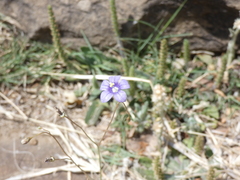 Wahlenbergia androsacea