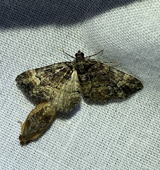 Eucymatoge peplodes