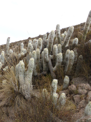 Oreocereus leucotrichus