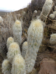 Oreocereus leucotrichus