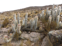 Oreocereus leucotrichus