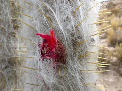 Oreocereus leucotrichus