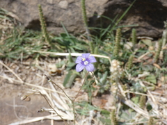 Wahlenbergia androsacea