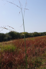 Glyceria arundinacea