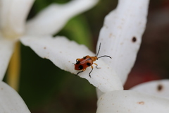 Stethopachys formosa