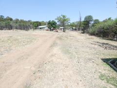 Glandularia aristigera