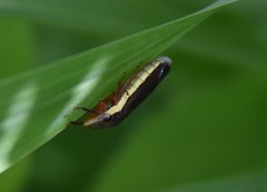 Homalodisca insolita