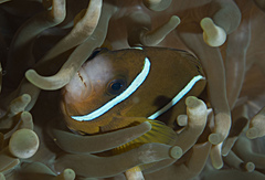 Amphiprion akindynos