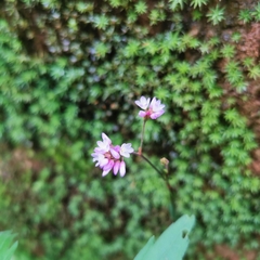 Persicaria hastatosagittata
