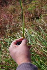 Glyceria arundinacea